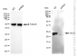 KD-Validated Anti-Bcl-2 Rabbit Monoclonal Antibody